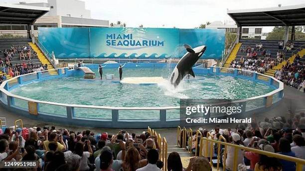 There are plans to release Lolita the killer whale, back to the Pacific Northwest.