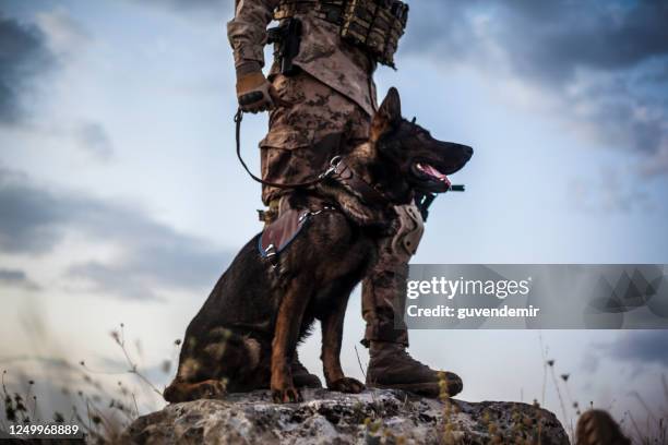 military guard dog and its soldier owner - army officer stock pictures, royalty-free photos & images