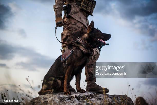 cão da guarda militar e seu dono de soldado - cão pastor alemão - fotografias e filmes do acervo