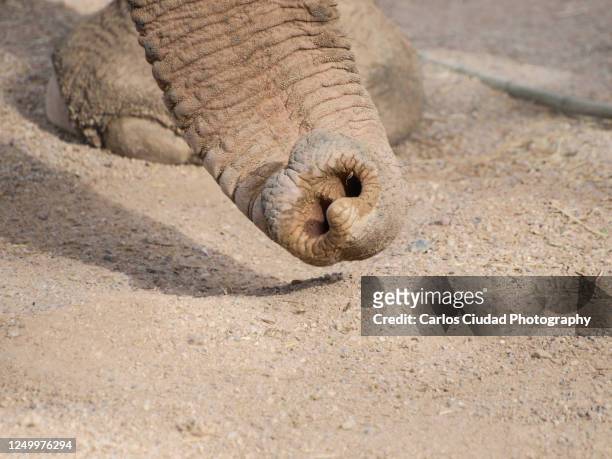 detail of elephant trunk on ground - animal nose foto e immagini stock