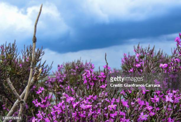 purple flowers typical of the fiori viola tipici della macchia mediterranea sotto un cielo nuvoloso mediterranean scrub under a cloudy sky - nuvoloso fotografías e imágenes de stock