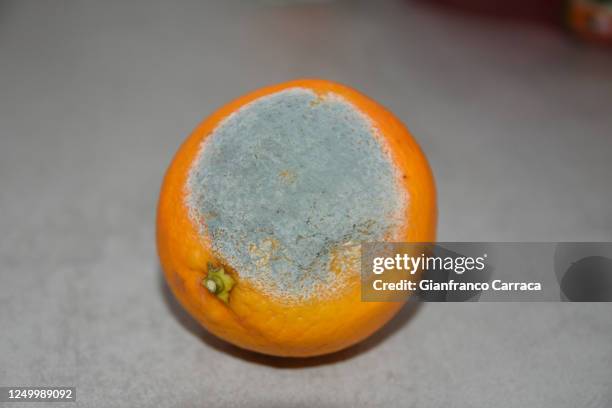 Soft Orange Tree Rotten 1,850 Rotten Orange Stock Photos, High-Res Pictures, and Images - Getty ...