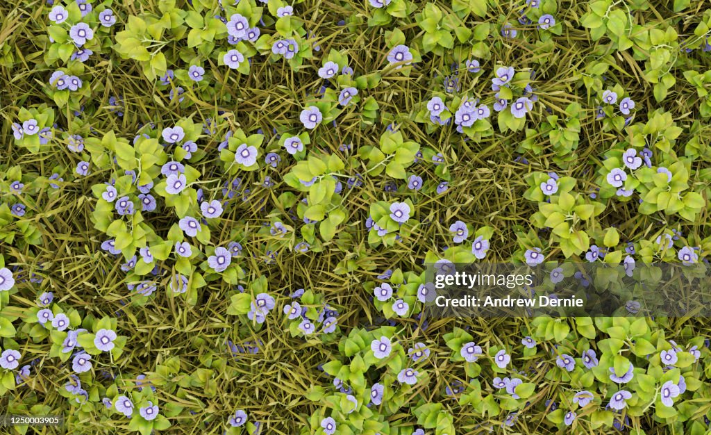 Grass and Speedwell viewed from the above, full frame