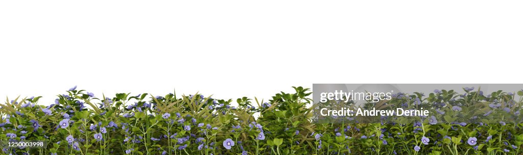 Grass and Speedwell viewed from the side, isolated on a white background 3D Render