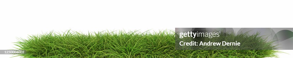 Grass viewed from the side, isolated on a white background 3D Render