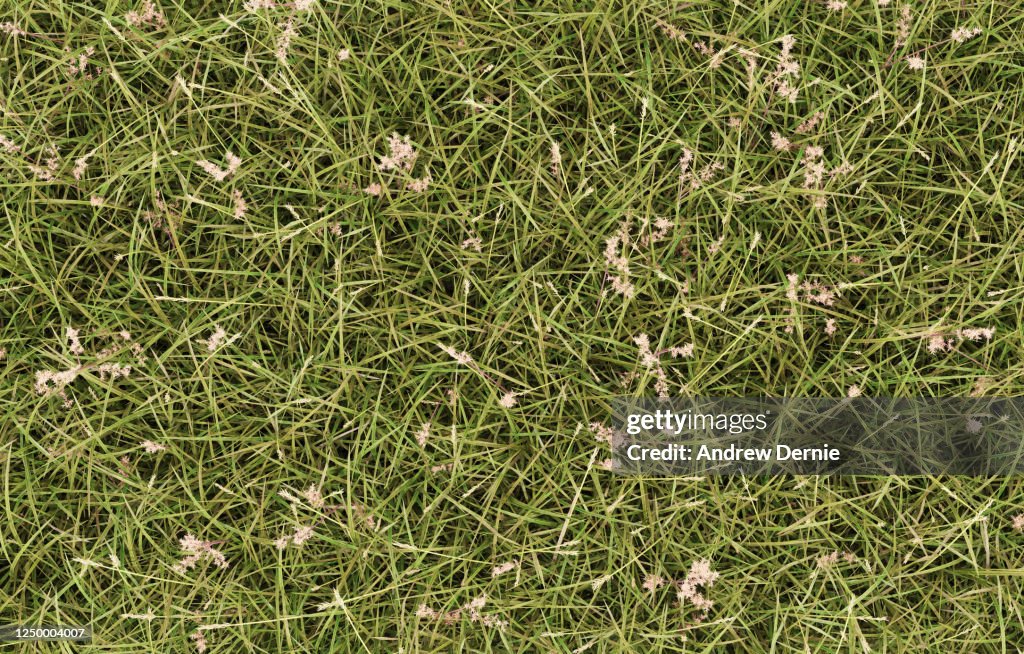 Grass uncultivated viewed from the above, full frame