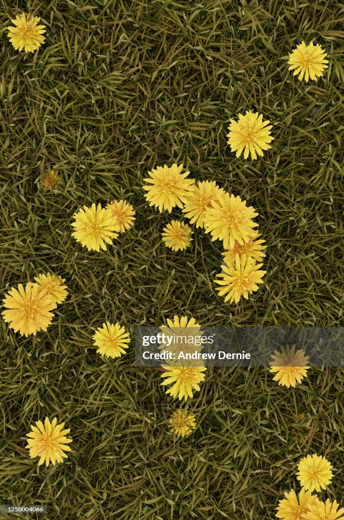 Grass and Dandelions viewed from the above, full frame
