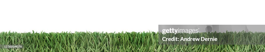 Bermuda Grass viewed from the side, isolated on a white background 3D Render