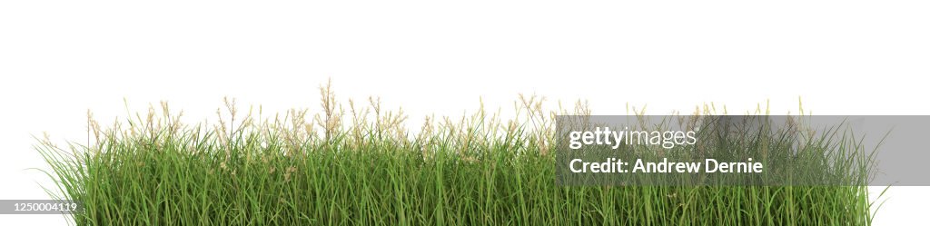 Grass viewed from the side, isolated on a white background 3D Render