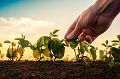 Soybean growth control