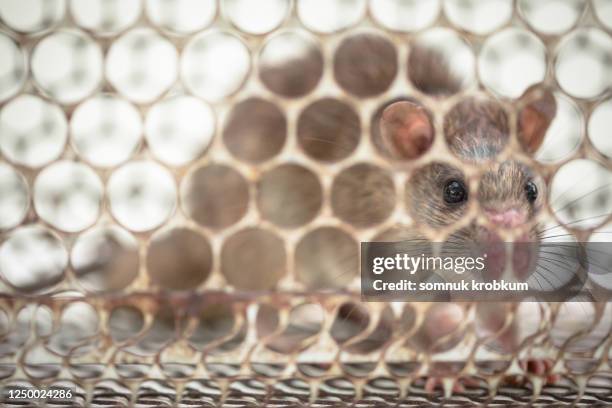 Rat Waping Rat Control Photos and Premium High Res Pictures - Getty Images