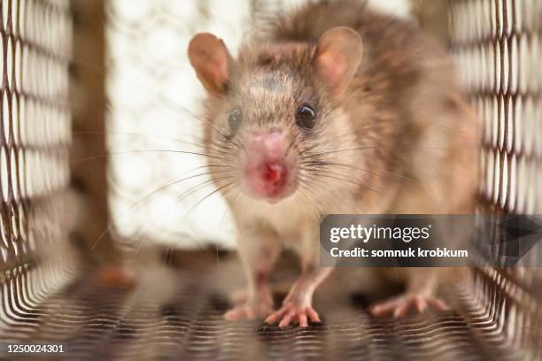 little rat in rusty rat trap - topo foto e immagini stock