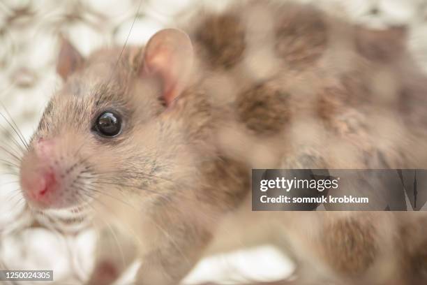 Litile Rats Rat Control Photos and Premium High Res Pictures - Getty Images