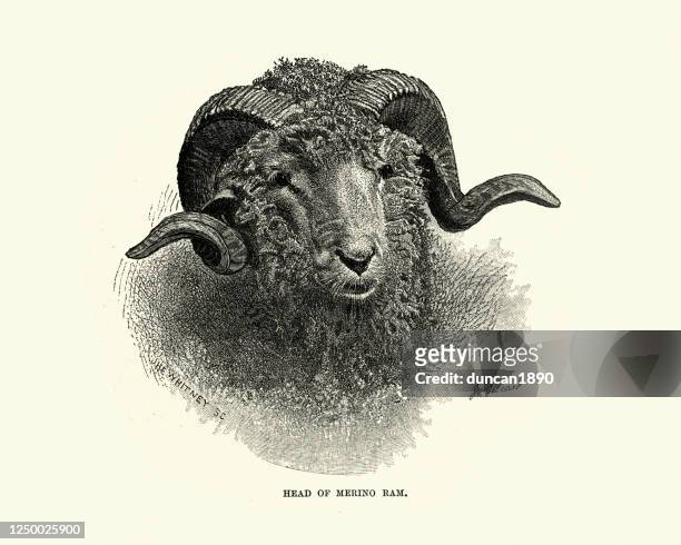 head of a merino ram, sheep - merino sheep stock illustrations