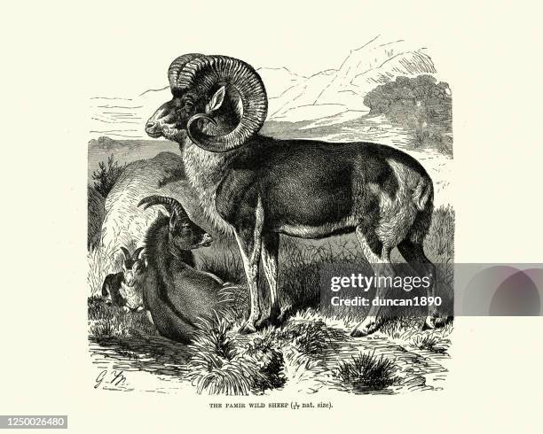 marco polo sheep (pamir), ovis ammon polii - marco polo sheep stock illustrations