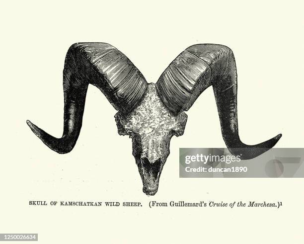 skull and horns of kamchatkan wild sheep - horned stock illustrations