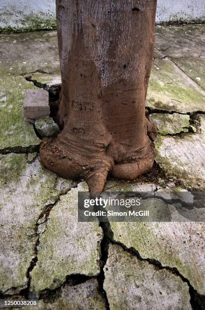 13 Roots Breaking Concrete Stock Photos, High-Res Pictures, and Images ...