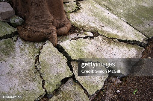 Tree Roots Cracking And Lifting A Concrete Footpath Next To A Kerb High ...