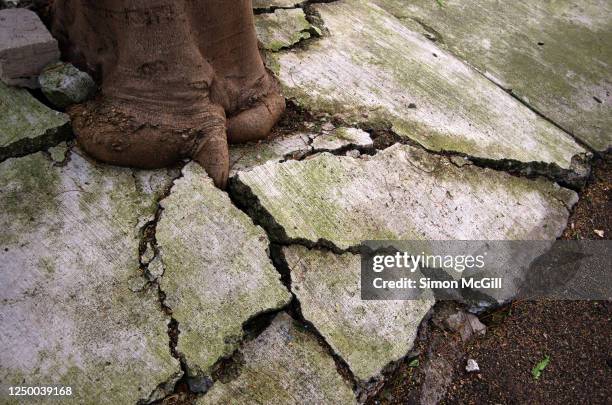 102 Tree Cracked Pavement Stock Photos, High-Res Pictures, and Images ...