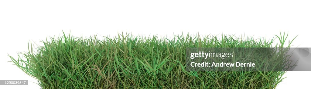 Grass, Quark grass viewed from the side, isolated on a white background 3D Render