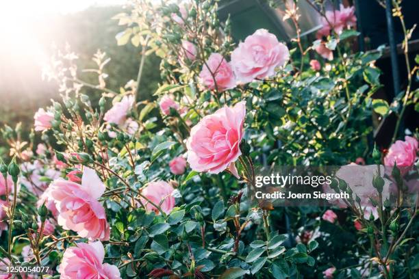 rosen aus dem garten im gegenlicht - garten gegenlicht fotografías e imágenes de stock