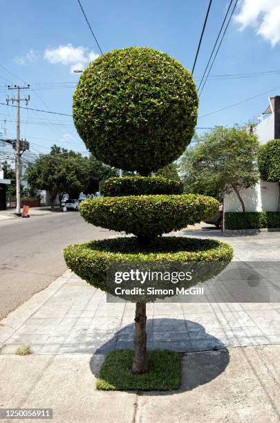 street tree with leaves trimmed into pompom and bowl shapes - topiary stock-fotos und bilder