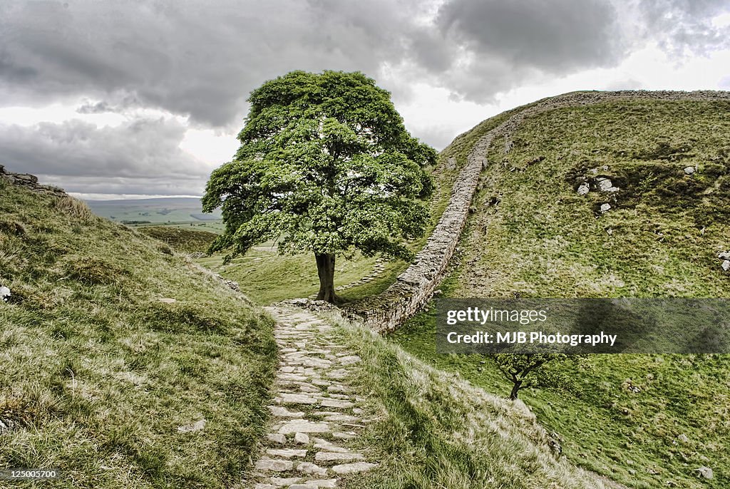 Sycamore gap