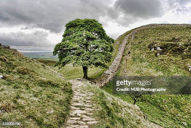 sycamore gap - northumberland stock pictures, royalty-free photos & images