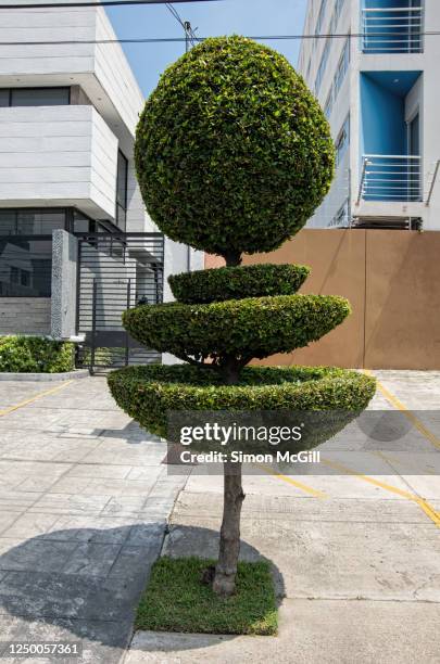 street tree with leaves trimmed into pompom and bowl shapes - vormsnoeikunst stockfoto's en -beelden