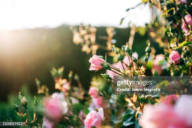 rosen aus dem garten im gegenlicht - garten gegenlicht fotografías e imágenes de stock