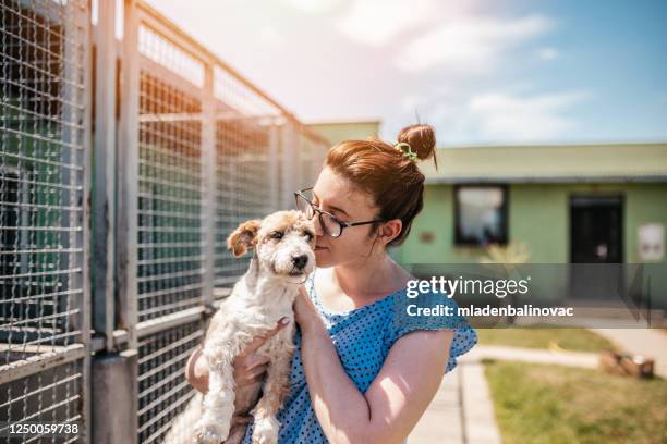 animal shelter - save a pet stock pictures, royalty-free photos & images