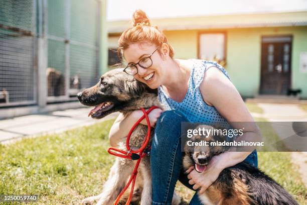 abri pour chiens - adoption photos et images de collection