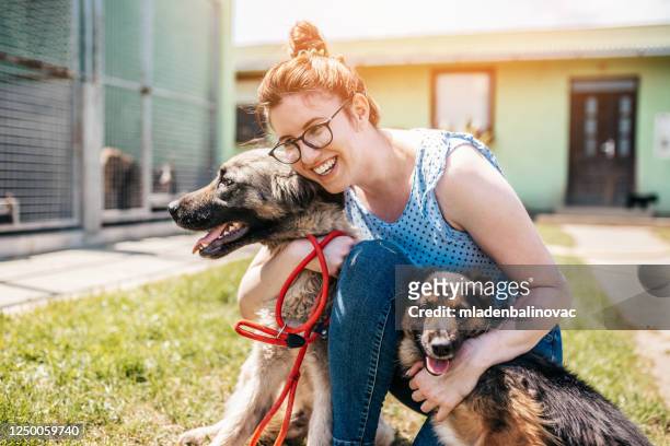 dog shelter - pound stock pictures, royalty-free photos & images