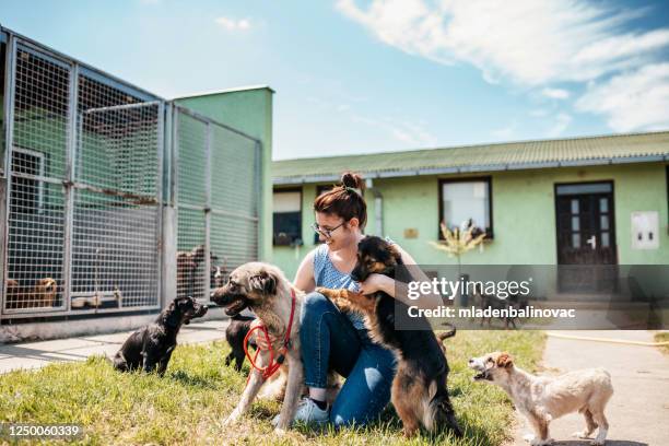 refugio para perros - adopción de mascotas fotografías e imágenes de stock