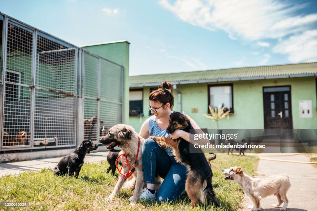 Abrigo para cães