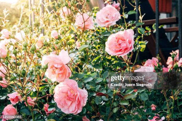 rosen aus dem garten im gegenlicht - garten gegenlicht fotografías e imágenes de stock