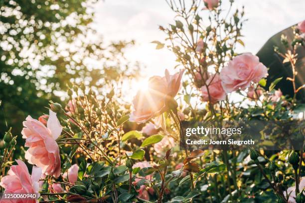 rosen aus dem garten im gegenlicht - roses in garden bildbanksfoton och bilder