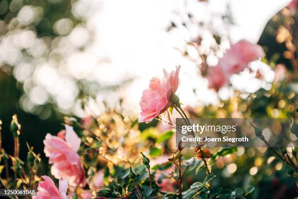 rosen aus dem garten im gegenlicht - garten gegenlicht fotografías e imágenes de stock