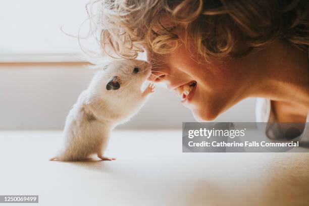 hamster and boy rubbing noses - golden hamster stock pictures, royalty-free photos & images