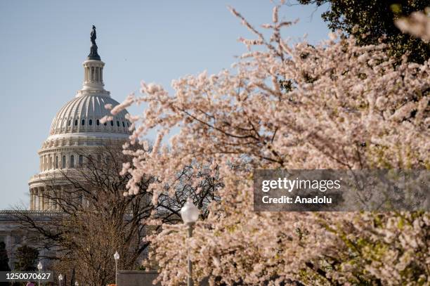 View of the US Capitol with last cherry blossoms as flags at half -mast in because the massive shooting in Nashville Tennessee in Washington D.C.,...