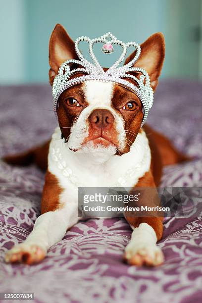 red boston terrier wearing crown and necklace - dog tiara stock pictures, royalty-free photos & images