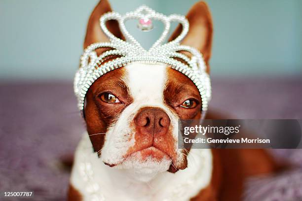 red boston terrier wearing crown on her head - dog tiara stock pictures, royalty-free photos & images