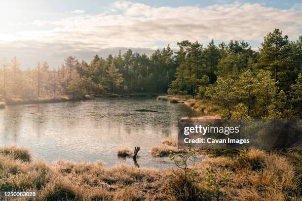 lake at viru raba or bog swamp at lahemaa national park in autumn - national park stock pictures, royalty-free photos & images