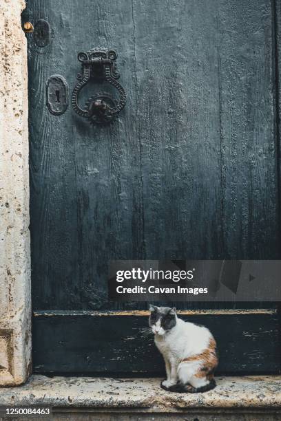 Cat Lock Photos and Premium High Res Pictures - Getty Images