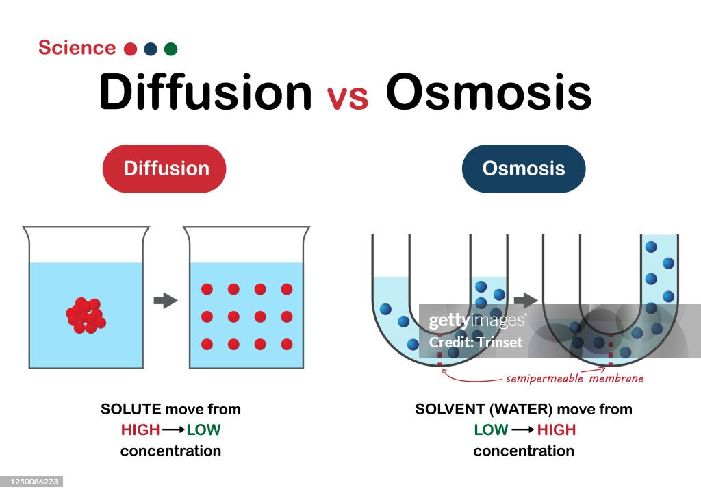 Science Graphic Show Difference Of Diffusion And Osmosis High-Res ...