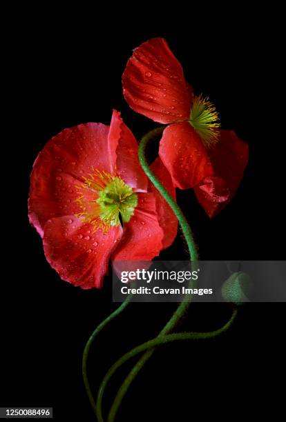 poppy blooms with water droplets on black - poppy flower bildbanksfoton och bilder