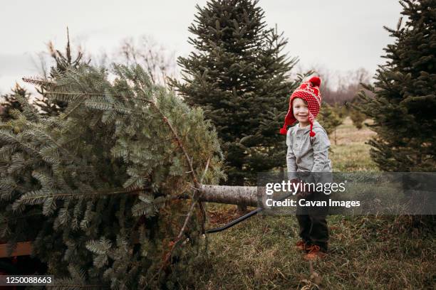 boy pulling christmas tree on wagon at tree farm - quinta de árvores - fotografias e filmes do acervo