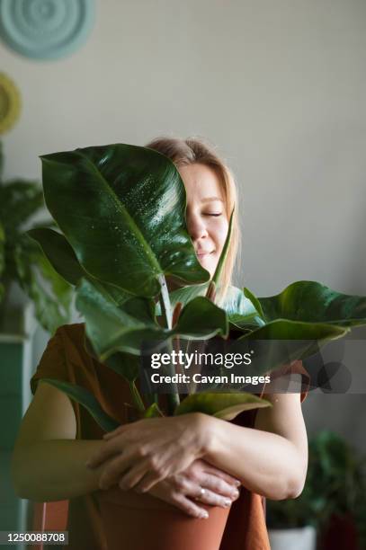 woman hugs potted plant with big leaf wich closes her half of face - zimmerpflanze stock-fotos und bilder