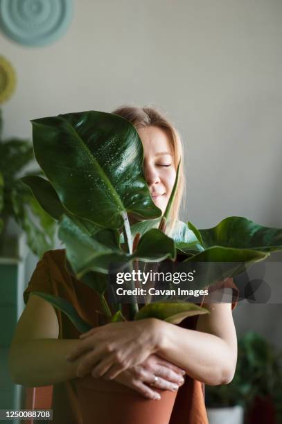 woman hugs potted plant with big leaf wich closes her half of face - houseplant care stock pictures, royalty-free photos & images