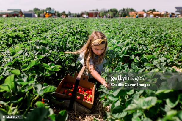 girl sitting in strawberry field picking berries with a full bucket - berry picker stock pictures, royalty-free photos & images
